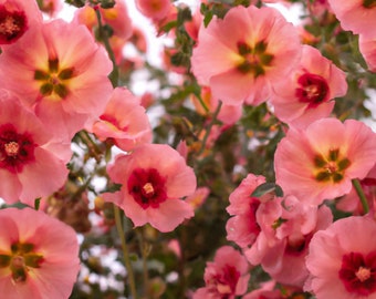 80+ Monroe's Globemallow Seeds | Flowering Shrub, Drought Tolerant Flower Bush