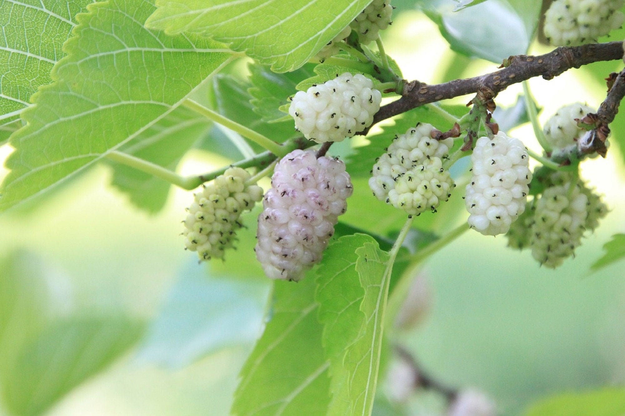 50 White Mulberry Tree Seeds Sweet Edible Fruit USA Seller Etsy UK