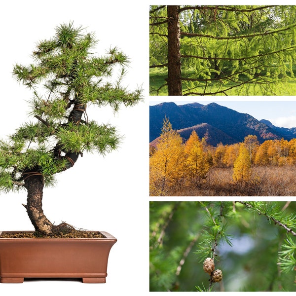 40+ Japanese Larch Tree Seeds (Larix leptolepis) | GR8 Bonsai - Fast Growing