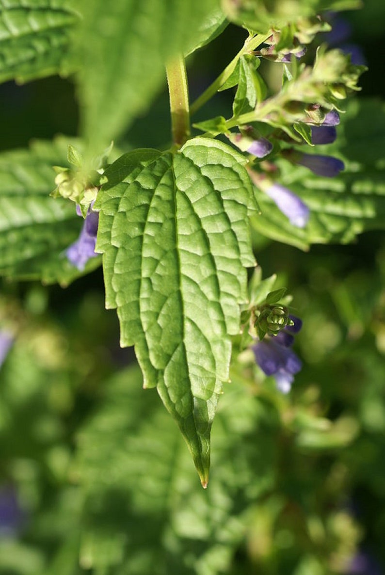 100 Skullcap Seeds Scutellaria lateriflora Herb, Mad Dog Skullcap, Perennial Blue Flower image 3