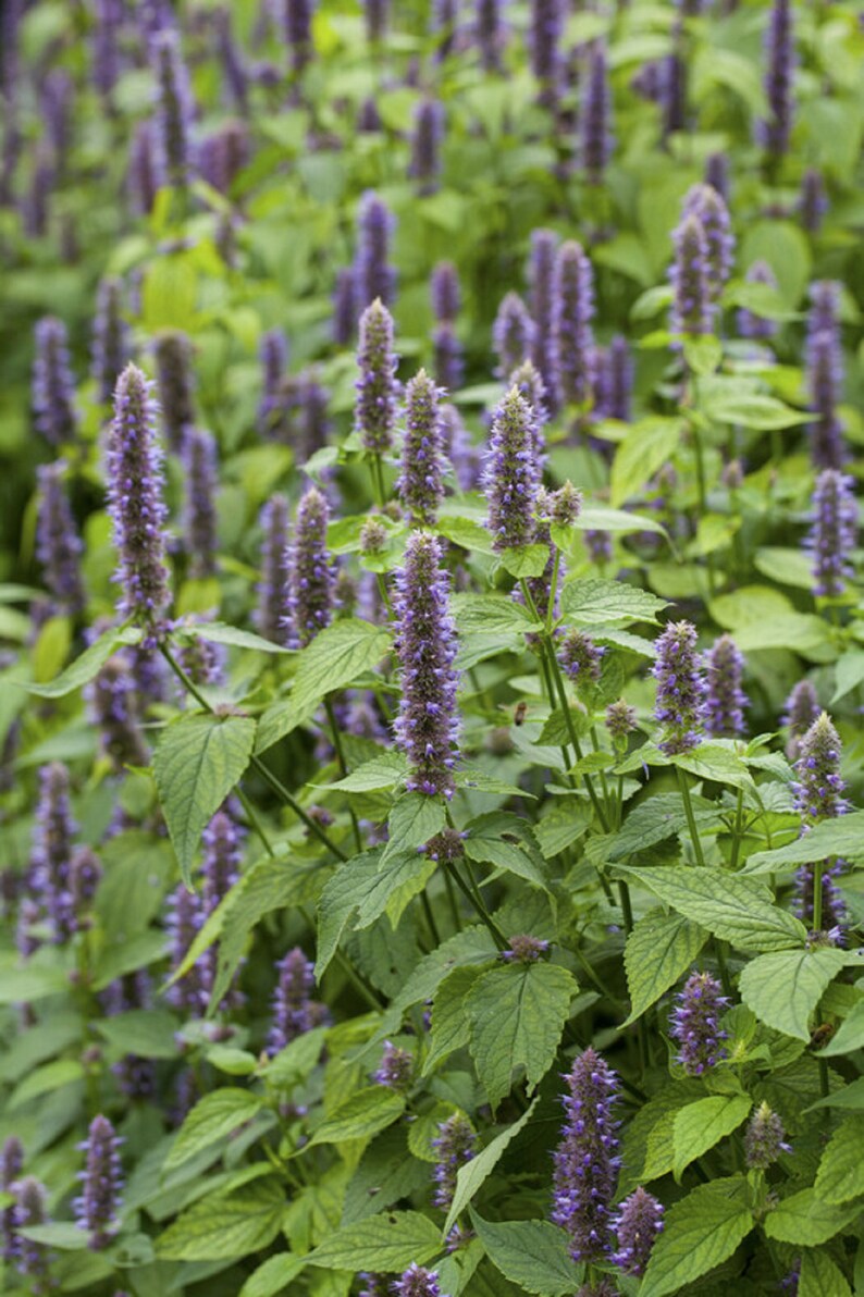 500 Korean Mint Seeds Licorice Hyssop agastache Rugosa Etsy
