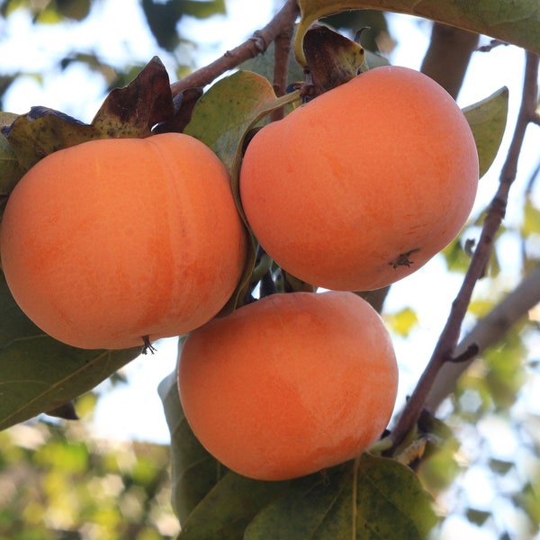 10 Date Plum Persimmon Flowering Fruit Tree Seeds (Diospyros lotus)