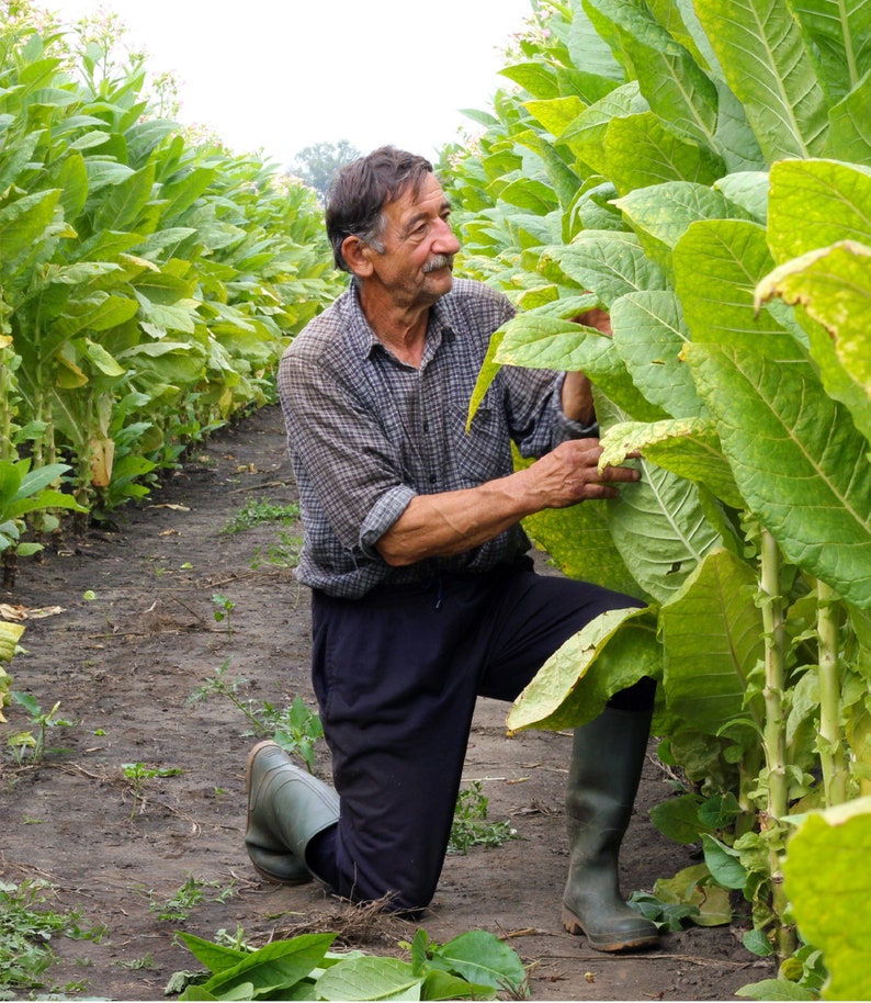 1500 Burley Tobacco Seeds nicotiana Tabacumtn90 Burley Etsy