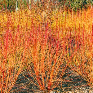 40 Midwinter Flame Bush Hedge Seeds | Winter Fire, Bloodtwig Red Dogwood (Cornus Sanguinea)