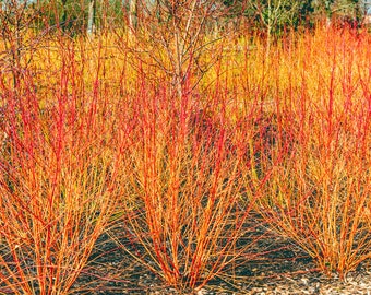 40 Midwinter Flame Bush Hedge Seeds | Winter Fire, Bloodtwig Red Dogwood (Cornus Sanguinea)