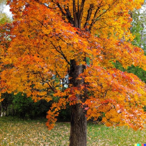 30+ Sugar Maple Tree Seeds (Acer saccarum) Fall Color,  Maple Syrup Source!