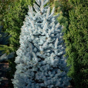 50 Blue Spruce Seeds, Colorado Christmas Trees Picea pungens glauca image 1