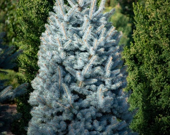 50 Blue Spruce Seeds, Colorado  - Christmas Trees (Picea pungens glauca)