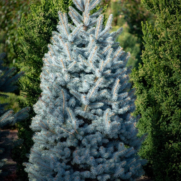 50 Blue Spruce Seeds, Colorado  - Christmas Trees (Picea pungens glauca)