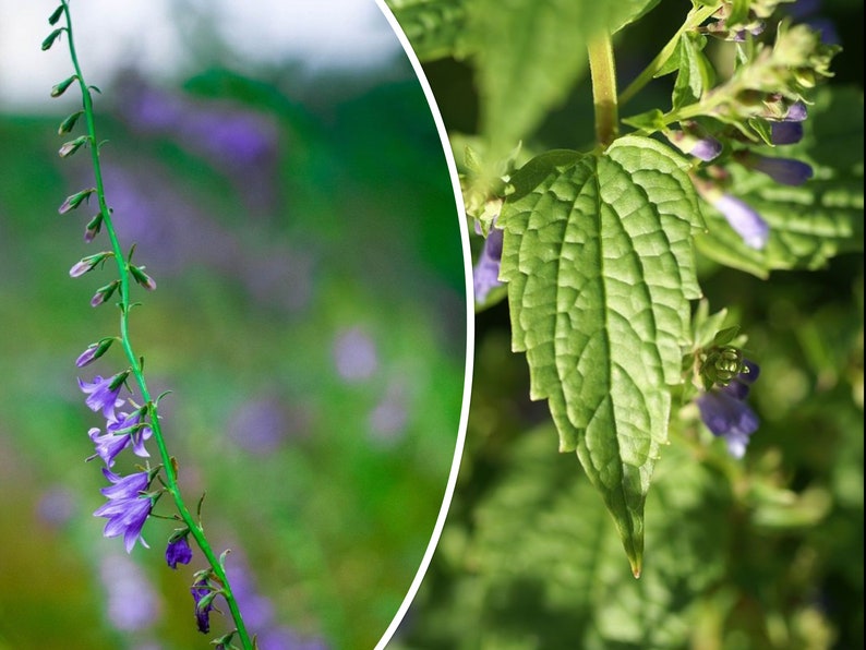 100 Skullcap Seeds Scutellaria lateriflora Herb, Mad Dog Skullcap, Perennial Blue Flower image 1