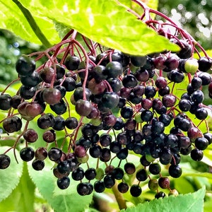 80 Black Elderberry Seeds (Sambucus canadensis) Tree Shrub Fruit Berry