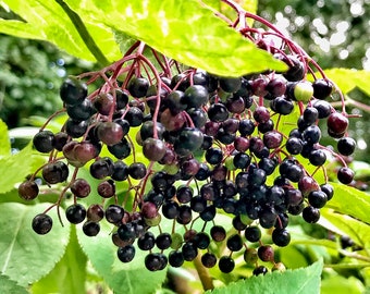 80 Black Elderberry Seeds (Sambucus canadensis) Tree Shrub Fruit Berry