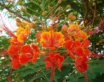 10 Dwarf Poinciana, Mexican Bird Of Paradise Seeds (Caesalpinia pulcherrima) Peacock Flower, Pride Of Barbados Bush, Shrub, Tree