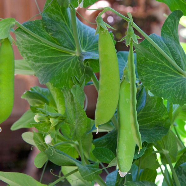 30+ Snow Pea Seeds | Chinese Stir Fry Snap Peas Dwarf Sugar Grey Asian Vegetable