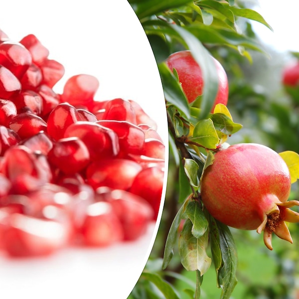 25 Pomegranate Seeds (Punica granatum) | Sweet Tropical Edible Fruit Shrub, Tree