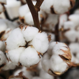 30 White Cotton Seeds BURANDA Non-GMO, 100% Quality, High-Density image 3