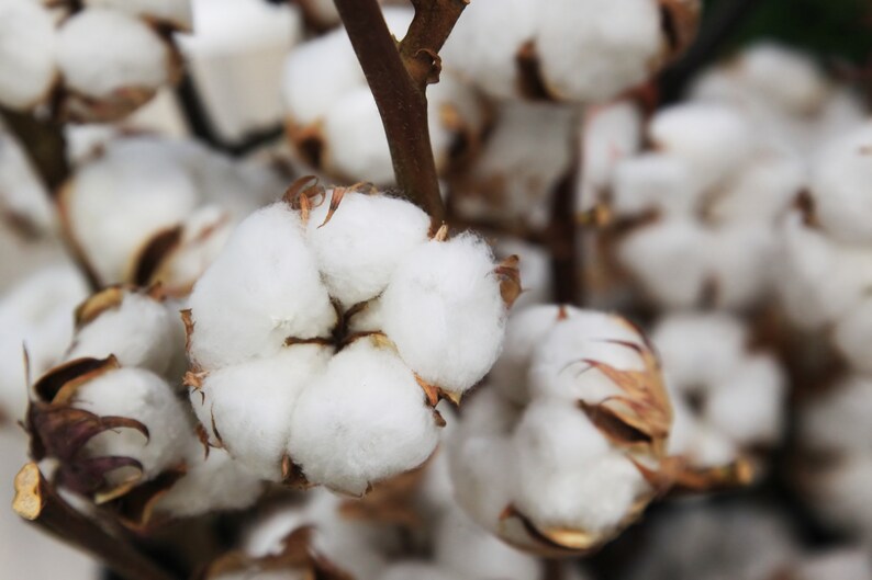 30 White Cotton Seeds BURANDA Non-GMO, 100% Quality, High-Density image 3