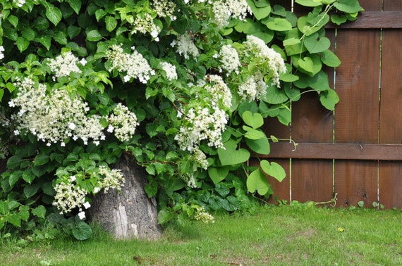 Image of Creeping hydrangea flower