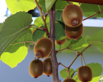 50+ Golden Kiwi Fruit Seeds: Edible Kiwifruit Bush Fruit Vine Tree, USA