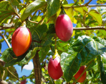 20 Tamarillo Seeds, Tomato Tree (Cyphomandra Betacea) Fast Growing Fruit, USA Seller
