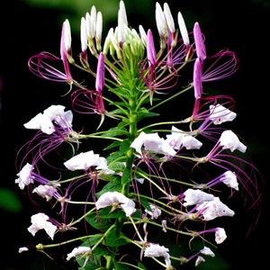 300 Cleome Spider Flower Seeds White, Pink, Purple Wildflower Bee Plant Bushy image 3