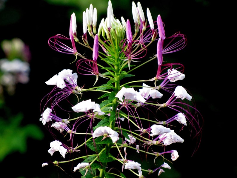 300 Cleome Spider Flower Seeds White, Pink, Purple Wildflower Bee Plant Bushy image 3