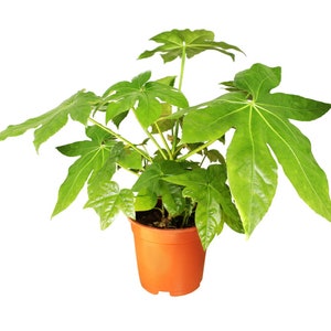 Japanese Aralia Plant Seeds 25+Seeds Fatsia japonica Japanese Aralia Plant Seeds 25+Seeds Fatsia japonica