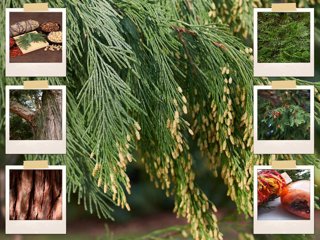 50 Cali Incense Cedar Tree Seeds libocedrus Decurrens Uses Smudge