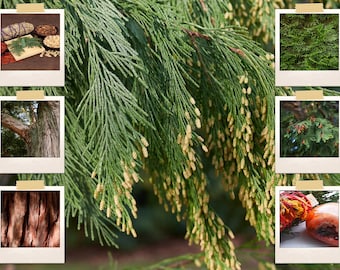 50+ Cali Incense Cedar Tree Seeds (Libocedrus decurrens) | Uses: Smudge Sticks