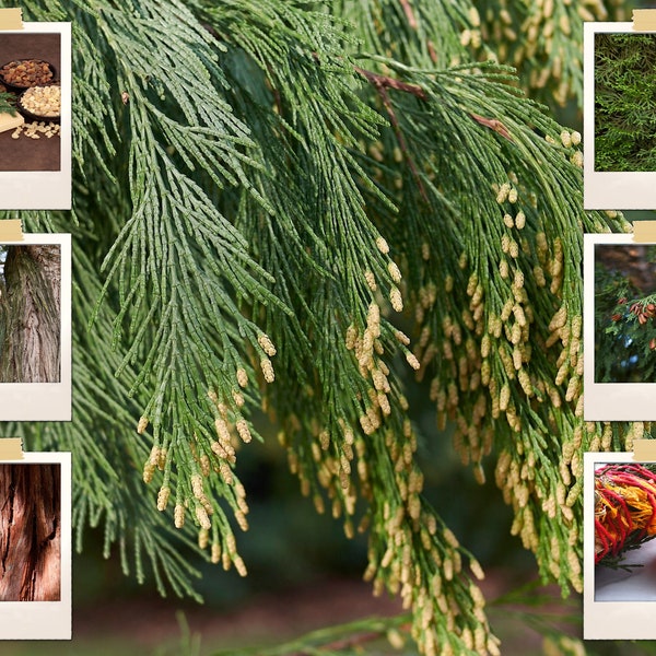 50+ Cali Incense Cedar Tree Seeds (Libocedrus decurrens) | Uses: Smudge Sticks