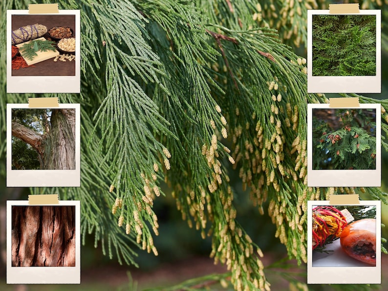50 Cali Incense Cedar Tree Seeds libocedrus Decurrens Etsy