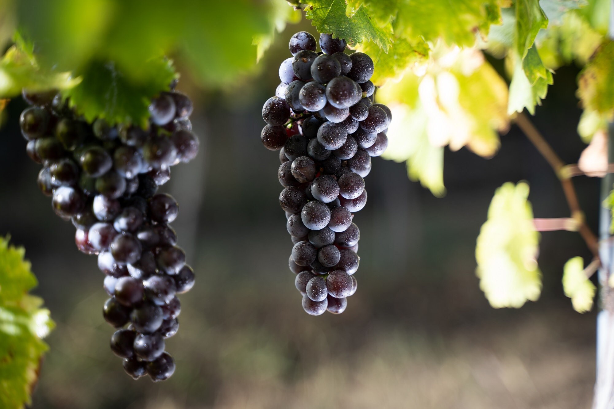 20 Vitis Amur Grape Seeds Edible Fruit Vine Coldresistant Etsy Canada