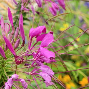 300 Cleome Spider Flower Seeds White, Pink, Purple Wildflower Bee Plant Bushy image 4