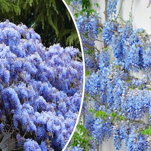 5 Blue Chinese Wisteria Seed Perennial Climbing Flower Vine Shrub