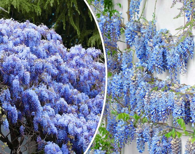 Chinese Wisteria Vine Seeds wisteria Sinensis 5seeds Etsy