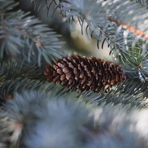 50 Blue Spruce Seeds, Colorado Christmas Trees Picea pungens glauca image 6