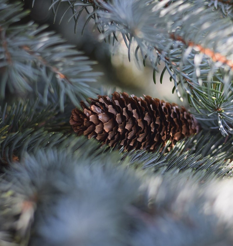 50 Blue Spruce Seeds, Colorado Christmas Trees Picea pungens glauca image 6