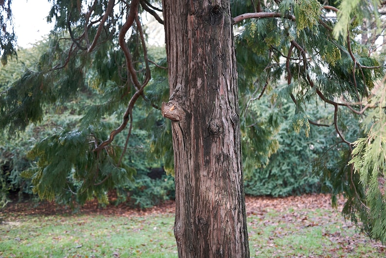 50 Cali Incense Cedar Tree Seeds libocedrus Decurrens Etsy