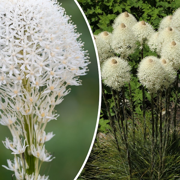 100+ Beargrass Seeds | White Torch Lily (Xerophyllum tenax) | Tall Perennial Flower