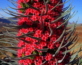 50 Tower of Jewels Red Bugloss Seeds (Echium Wildpretti) Tropical, Deer Resistant & Drought Resistant