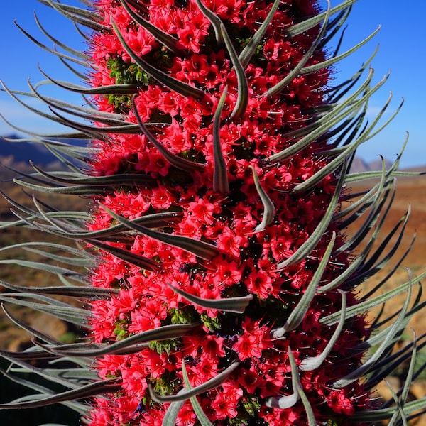 50 Tower of Jewels Red Bugloss Seeds (Echium Wildpretti) Tropical, Deer Resistant & Drought Resistant