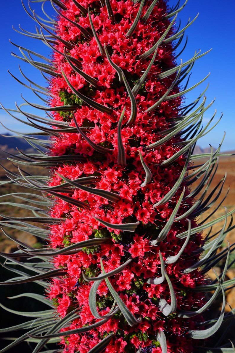 50 Tower of Jewels Red Bugloss Seeds echium Wildpretti Etsy