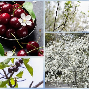 5 Sand Cherry Seeds (Prunus pumila) Edible Fruit Tree Shrub