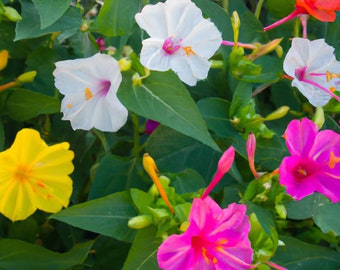 50 Four O' Clock Mix Seed Mix 'Marvel of Peru'  | Mixed Perennial Flowers| Mirabilis jalapa