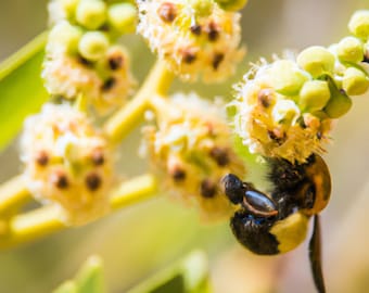 20 Bee Tree Seeds (Euodia danielli) Rare, Tetradium - Superior Honey