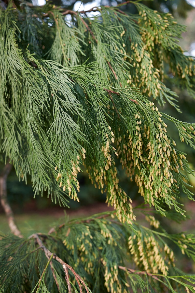 50 Cali Incense Cedar Tree Seeds libocedrus Decurrens Etsy
