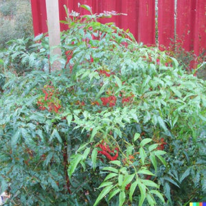 20 Heavenly Bamboo Nandina domestica Seeds Ornamental Shrub image 4