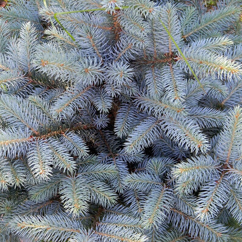 50 Blue Spruce Seeds, Colorado Christmas Trees Picea pungens glauca image 7