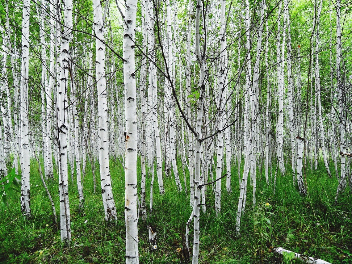 50 White Paper Birch Tree Seeds betula Papyrifera Fast Etsy