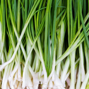 1,200+ Green Onion Seeds: Tokyo Long White Bunching, Scallions, Bulk USA